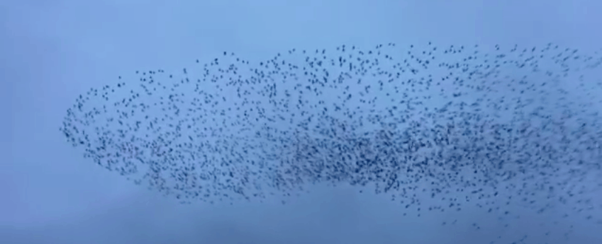 Murmuring Starlings capture over the Shannon