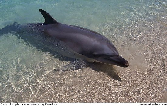 a dolphin on a beach